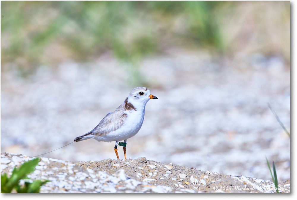 PipingPlover_ChincoNWR_2024Jun_R5A23670