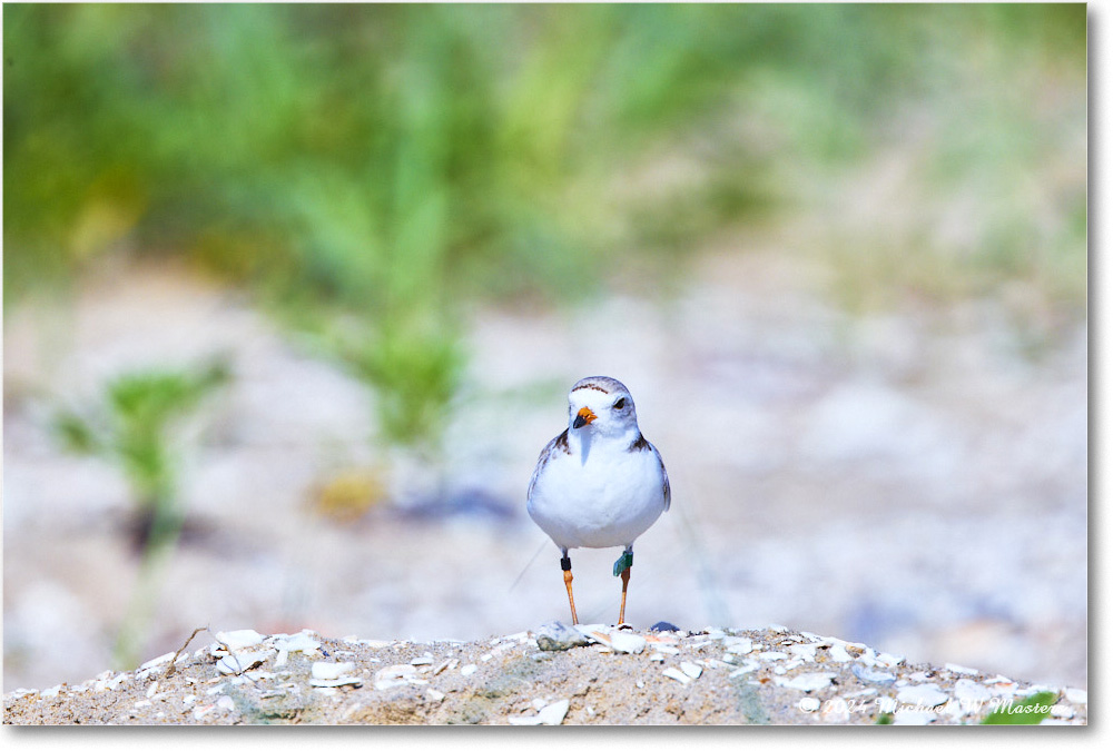 PipingPlover_ChincoNWR_2024Jun_R5A23677