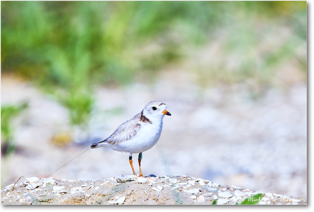 PipingPlover_ChincoNWR_2024Jun_R5A23680