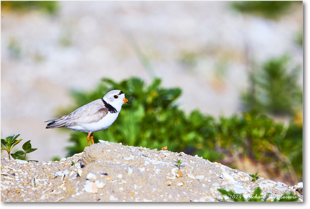 PipingPlover_ChincoNWR_2024Jun_R5A23733