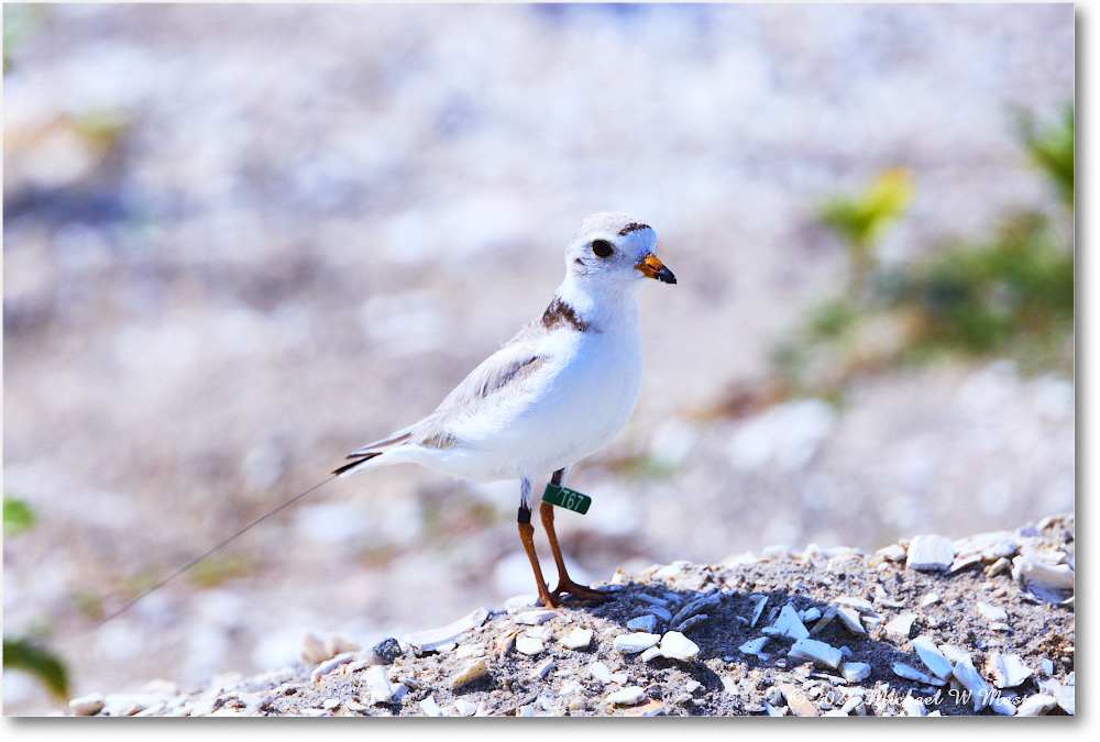 PipingPlover_ChincoNWR_2024Jun_R5A23872