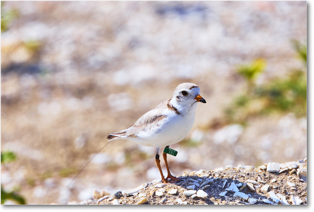 PipingPlover_ChincoNWR_2024Jun_R5A23902