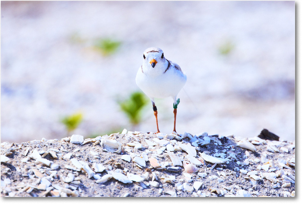 PipingPlover_ChincoNWR_2024Jun_R5A23913