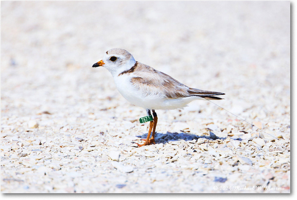 PipingPlover_ChincoNWR_2024Jun_R5A23930