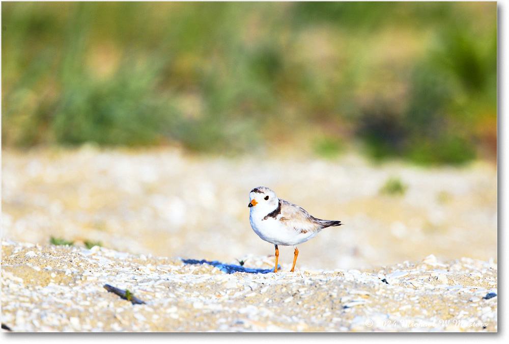 PipingPlover_ChincoNWR_2024Jun_R5A24403