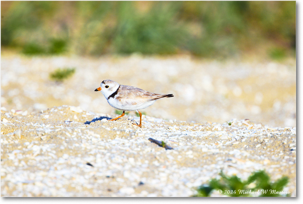 PipingPlover_ChincoNWR_2024Jun_R5A24404