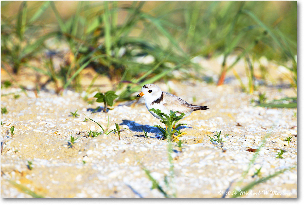 PipingPlover_ChincoNWR_2024Jun_R5A24413