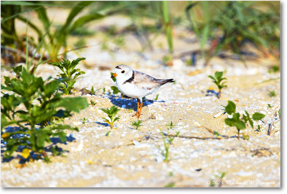 PipingPlover_ChincoNWR_2024Jun_R5A24415