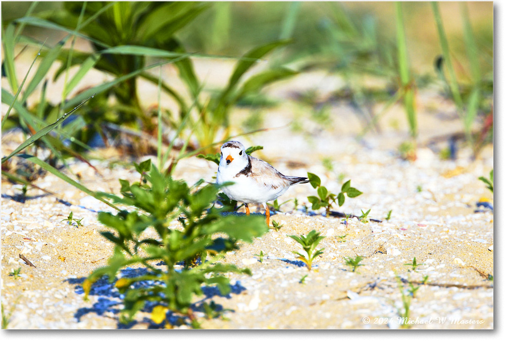 PipingPlover_ChincoNWR_2024Jun_R5A24416