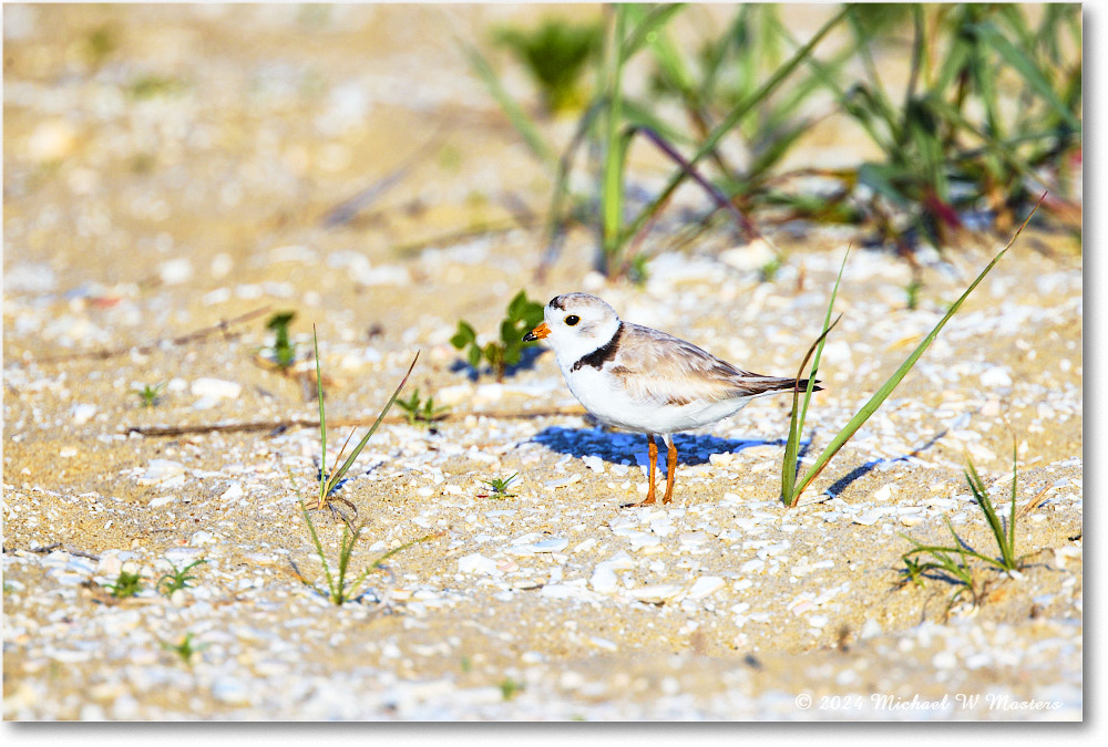 PipingPlover_ChincoNWR_2024Jun_R5A24417