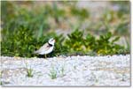 PipingPlover_ChincoNWR_2024Jun_R5A23418