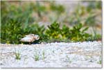 PipingPlover_ChincoNWR_2024Jun_R5A23420