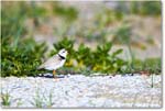 PipingPlover_ChincoNWR_2024Jun_R5A23433