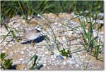 PipingPlover_ChincoNWR_2024Jun_R5A23447