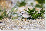 PipingPlover_ChincoNWR_2024Jun_R5A23467