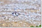 PipingPlover_ChincoNWR_2024Jun_R5A23592