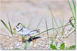 PipingPlover_ChincoNWR_2024Jun_R5A23601