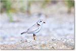 PipingPlover_ChincoNWR_2024Jun_R5A23618