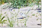 PipingPlover_ChincoNWR_2024Jun_R5A23638