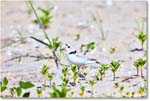 PipingPlover_ChincoNWR_2024Jun_R5A23654