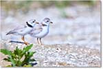 PipingPlover_ChincoNWR_2024Jun_R5A23664