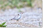 PipingPlover_ChincoNWR_2024Jun_R5A23670