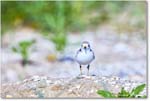 PipingPlover_ChincoNWR_2024Jun_R5A23676