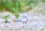 PipingPlover_ChincoNWR_2024Jun_R5A23677