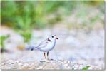 PipingPlover_ChincoNWR_2024Jun_R5A23680