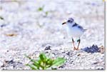 PipingPlover_ChincoNWR_2024Jun_R5A23839