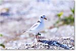 PipingPlover_ChincoNWR_2024Jun_R5A23872