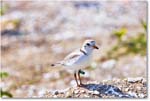 PipingPlover_ChincoNWR_2024Jun_R5A23902