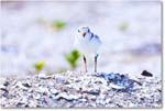 PipingPlover_ChincoNWR_2024Jun_R5A23913