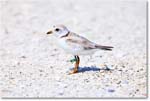 PipingPlover_ChincoNWR_2024Jun_R5A23930