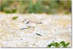 PipingPlover_ChincoNWR_2024Jun_R5A24404