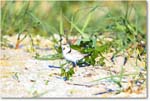 PipingPlover_ChincoNWR_2024Jun_R5A24411