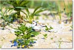 PipingPlover_ChincoNWR_2024Jun_R5A24416