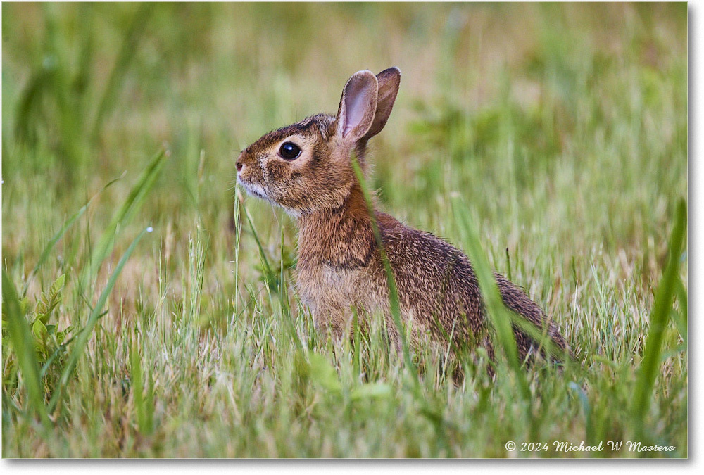 Rabbit_ChincoNWR_2024Jun_R5A24191