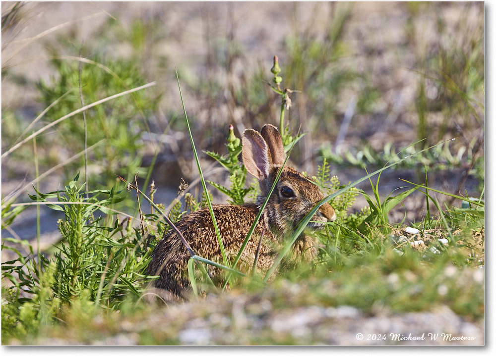 Rabbit_ChincoNWR_2024Jun_R5A24225