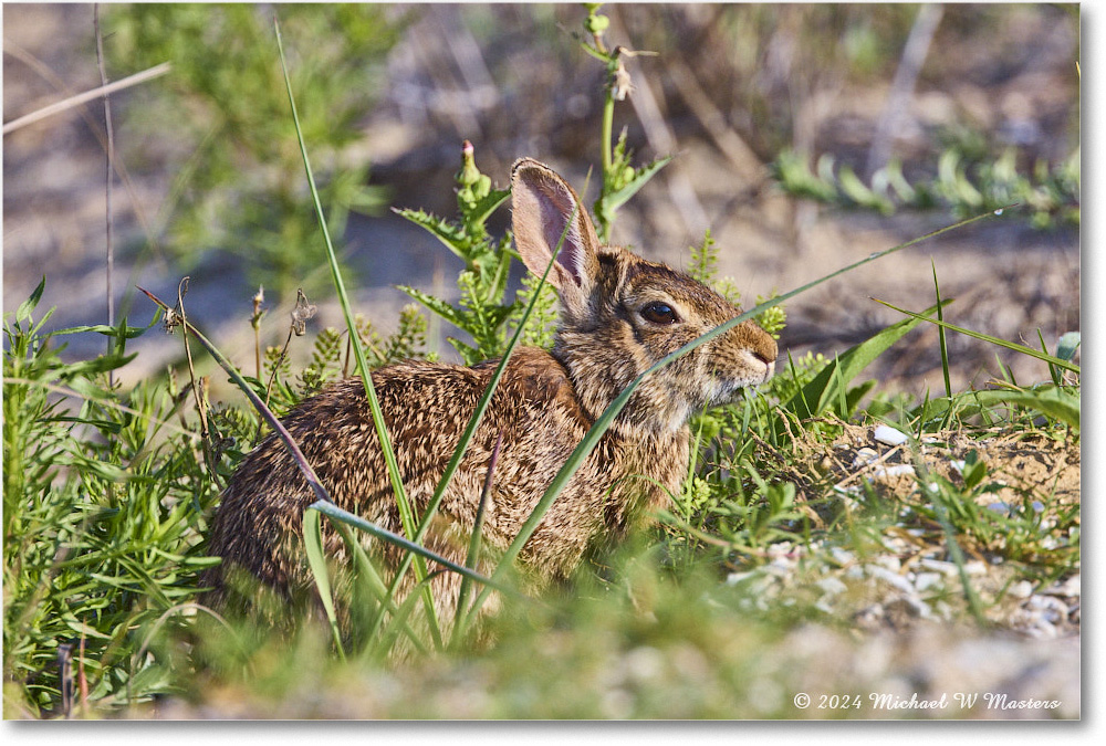 Rabbit_ChincoNWR_2024Jun_R5A24231