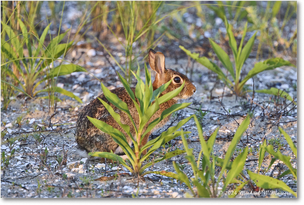 Rabbit_ChincoNWR_2024Jun_R5A24292