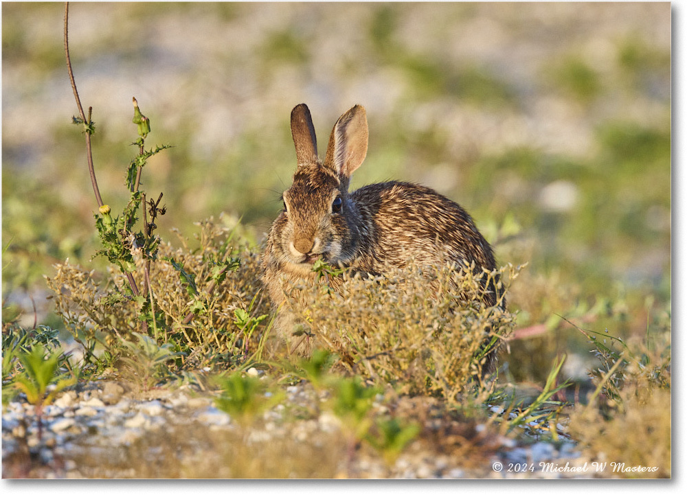 Rabbit_ChincoNWR_2024Jun_R5A24298