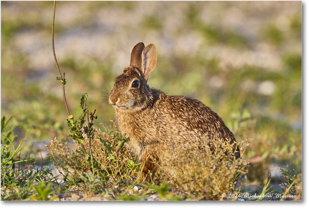 Rabbit_ChincoNWR_2024Jun_R5A24306