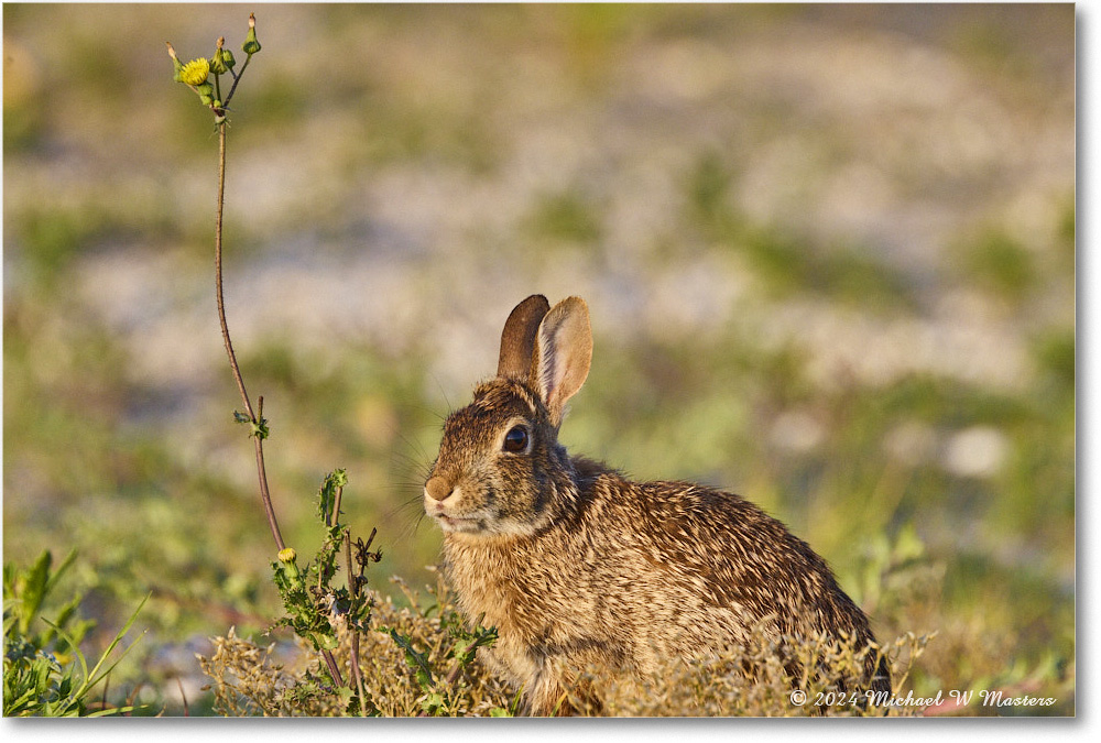 Rabbit_ChincoNWR_2024Jun_R5A24307