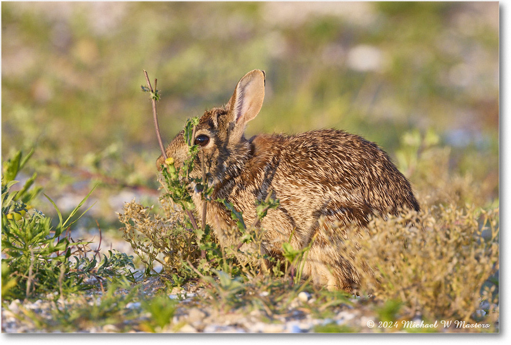 Rabbit_ChincoNWR_2024Jun_R5A24318