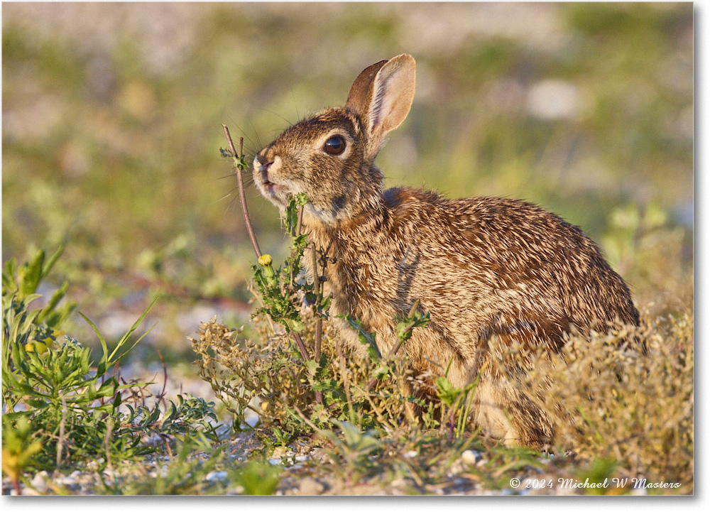 Rabbit_ChincoNWR_2024Jun_R5A24319