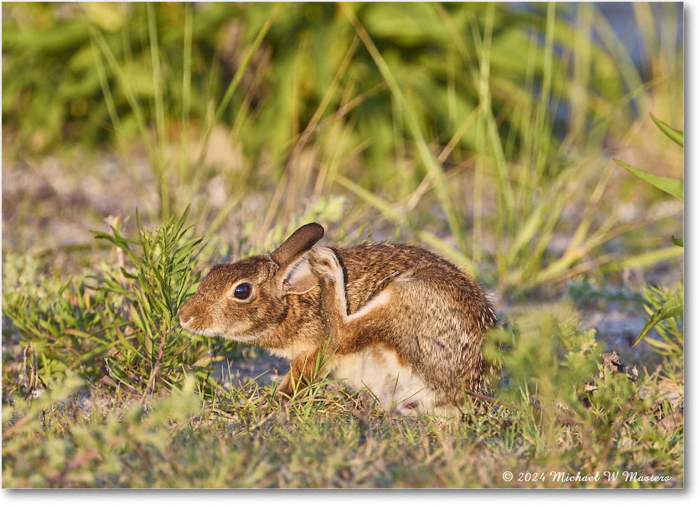 Rabbit_ChincoNWR_2024Jun_R5A24321