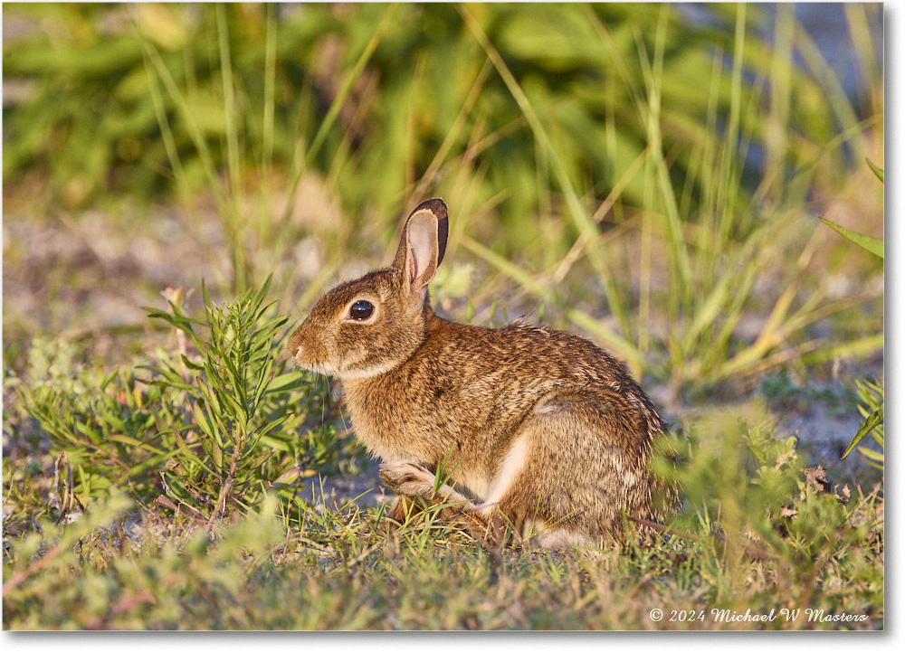 Rabbit_ChincoNWR_2024Jun_R5A24325