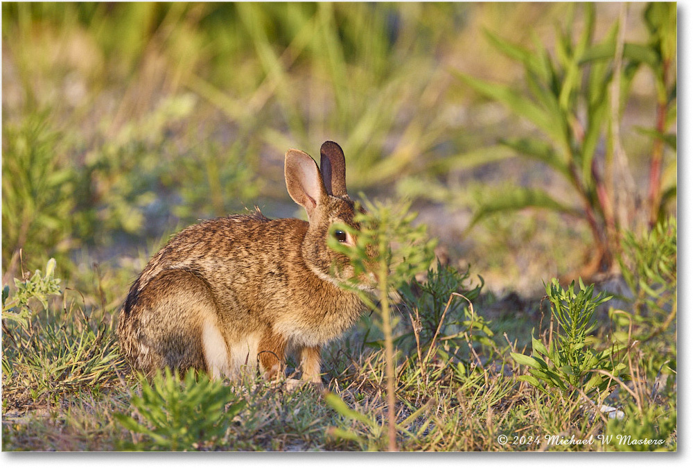 Rabbit_ChincoNWR_2024Jun_R5A24331