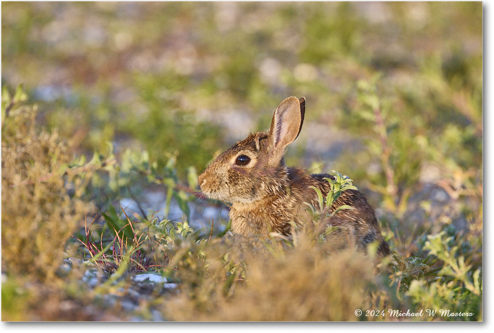 Rabbit_ChincoNWR_2024Jun_R5A24335